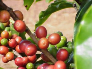 coffee antioxidants