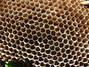 health benefits of bee propolis