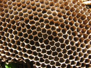 health benefits of bee propolis