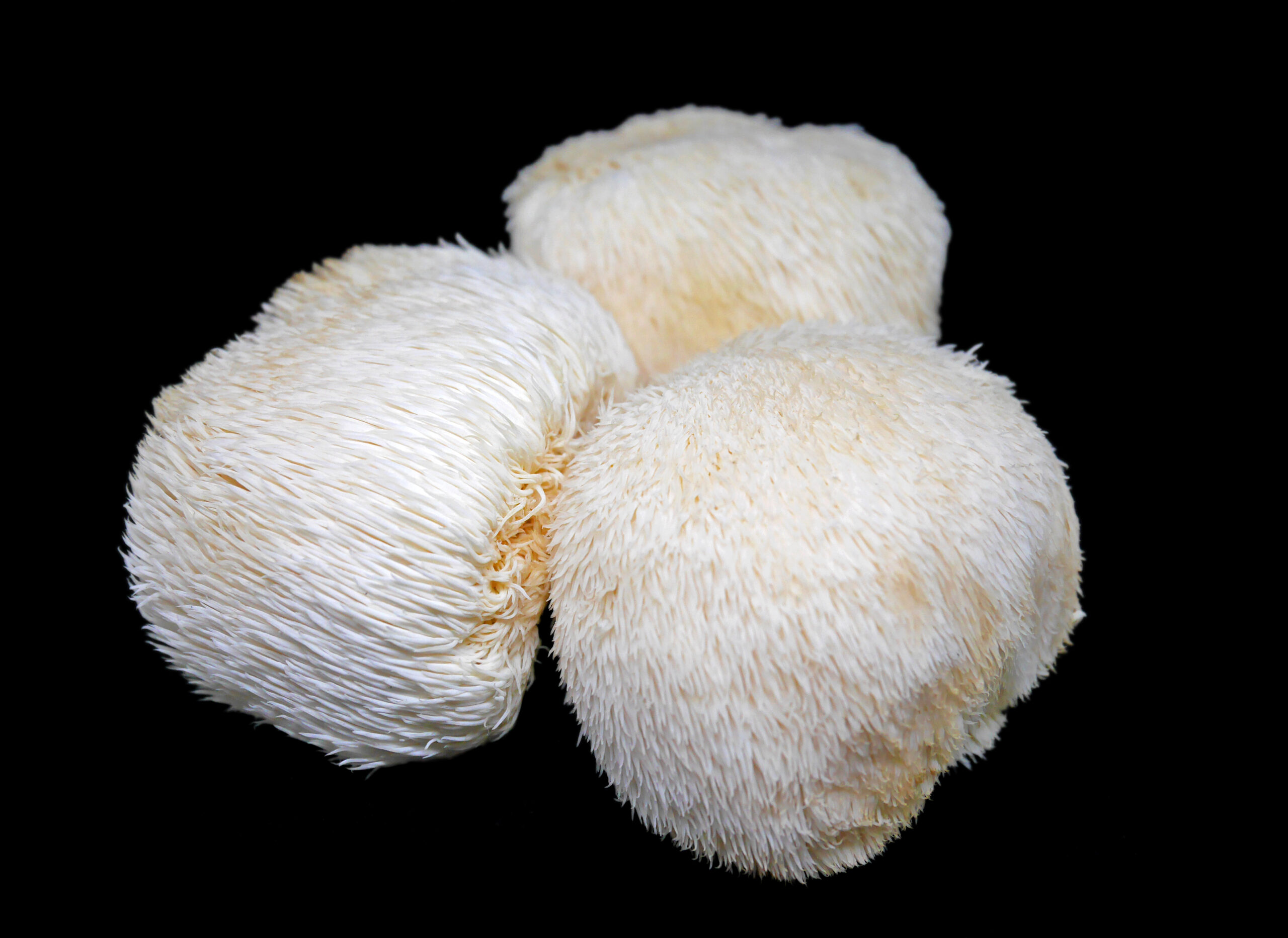 lion's mane benefits | hericium erinaceus | lions mane braine