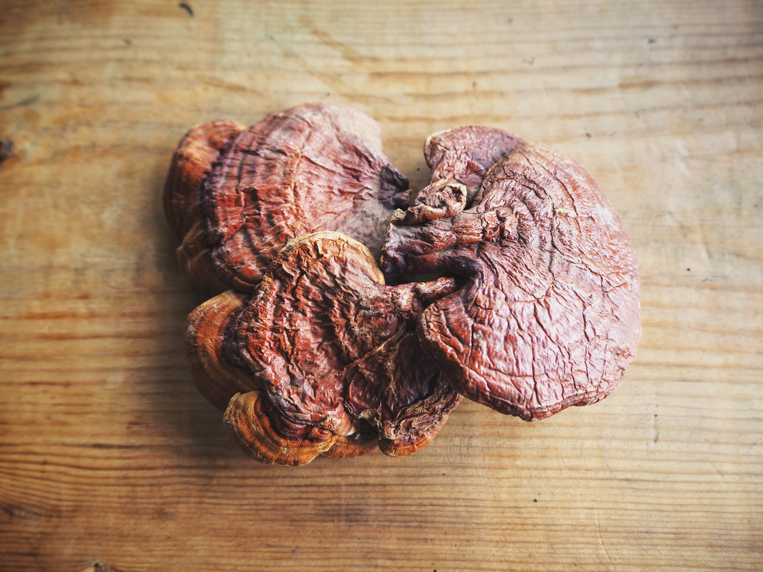 reishi benefits