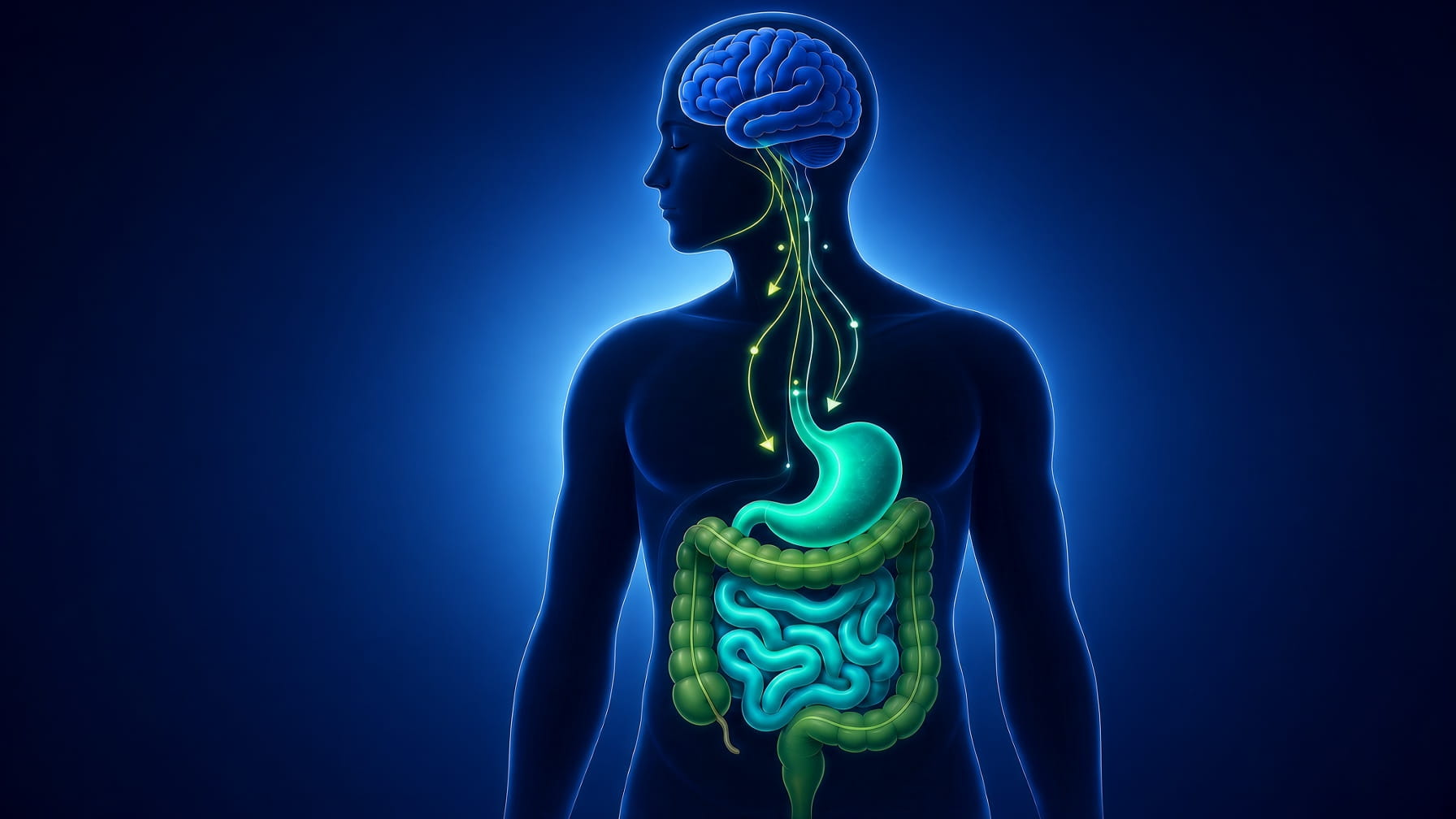 3d illustration of human digestive system showing gut motility flow