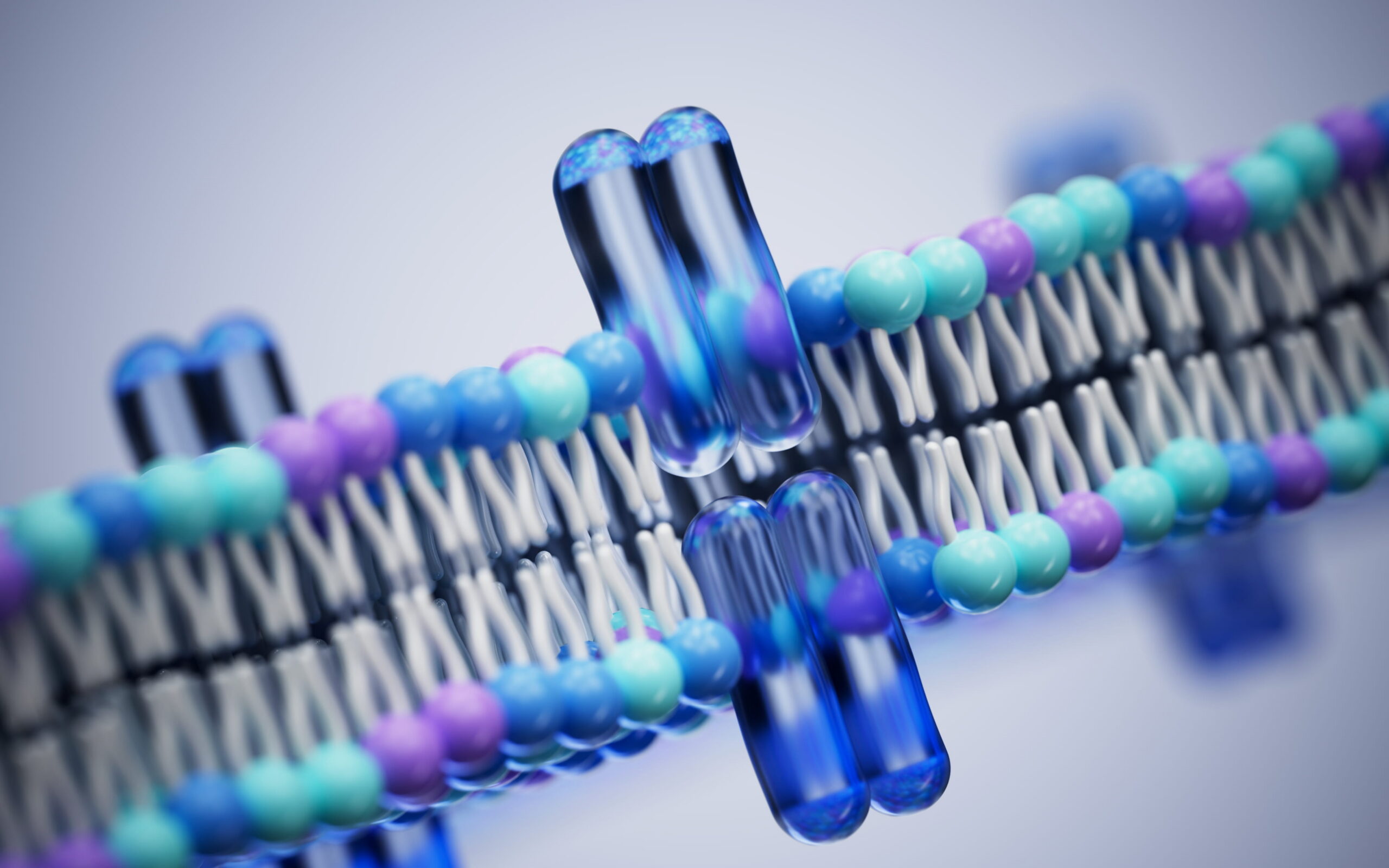 Digital representation of a phospholipid bilayer cell membrane, illustrating the structural role of phosphatidylcholine in liver and brain health.