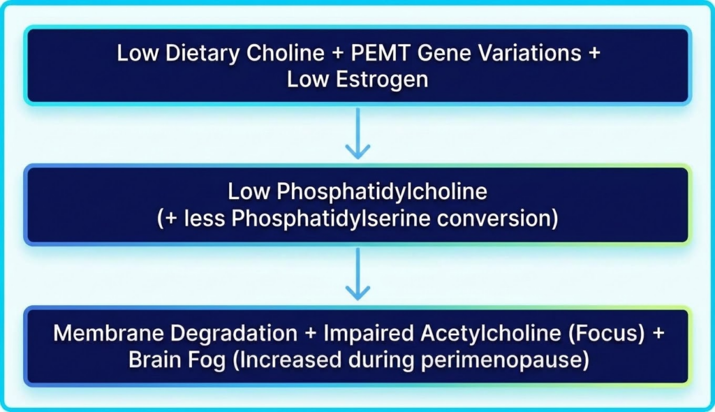 Flowchart showing how low dietary choline and declining estrogen lead to brain fog and membrane degradation during perimenopause.